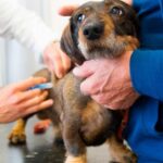 Continúa la campaña de vacunación antirrábica gratuita para perros y gatos