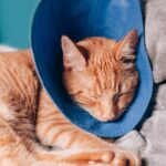 Esta semana se podrán conseguir turnos para castraciones de perros y gatos