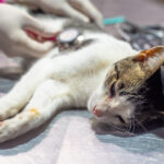 Entregan turnos para castraciones gratuitas de perros y gatos en la zona sur del distrito