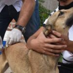 Últimos días de la campaña de vacunación antirrábica gratuita en San Clemente 