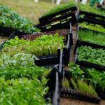 Abrió una nueva inscripción a Huertas Urbanas Bonaerenses en La Costa